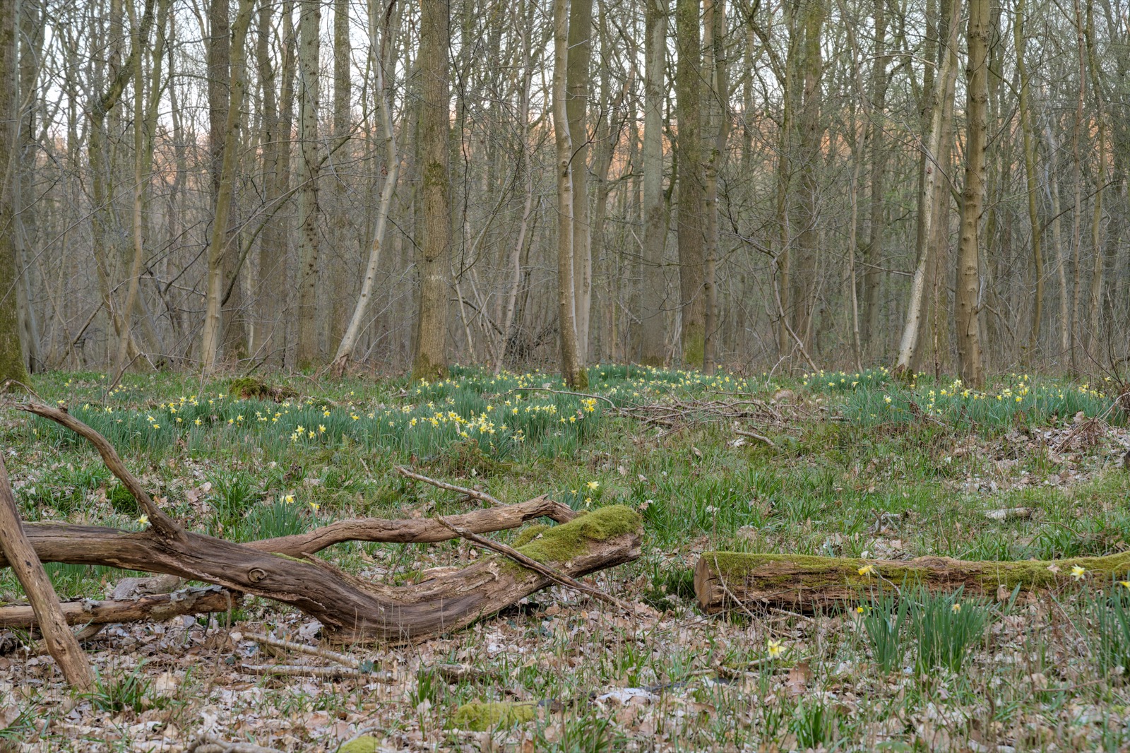 Early-spring Hallerbos with wild daffodils dotting the green floor among bare beech trunks and fallen mossy deadwood in soft golden light