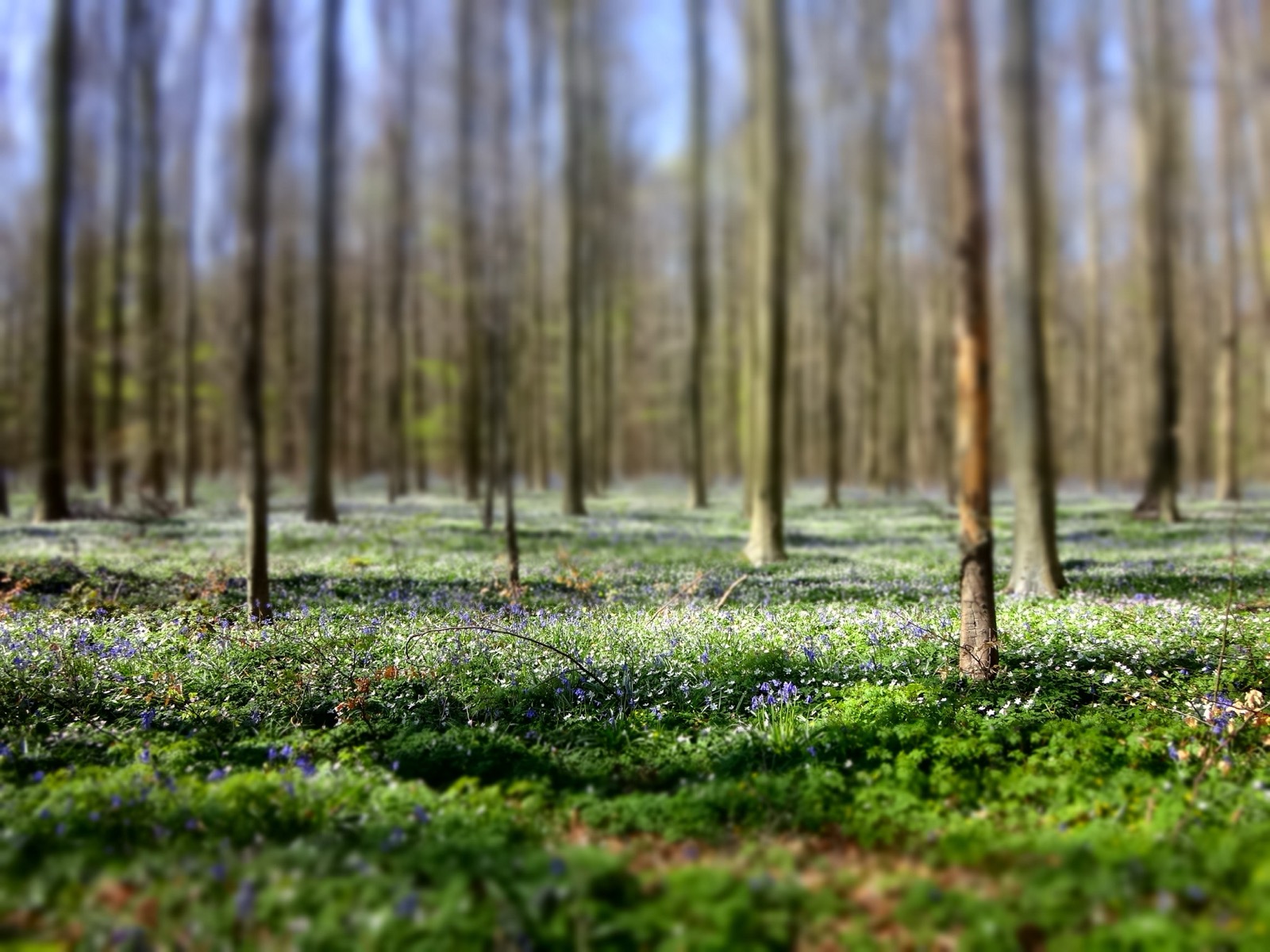 An early-spring view of the Hallerbos floor with green shoots and scattered bluebells and white anemones just beginning to bloom among slender beech trunks