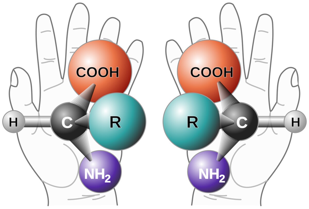 Diagram of two open hands side by side, each cradling a ball-and-stick model of an amino acid with a central carbon bonded to COOH, NH2, R and H groups; the two models are mirror images of each other
