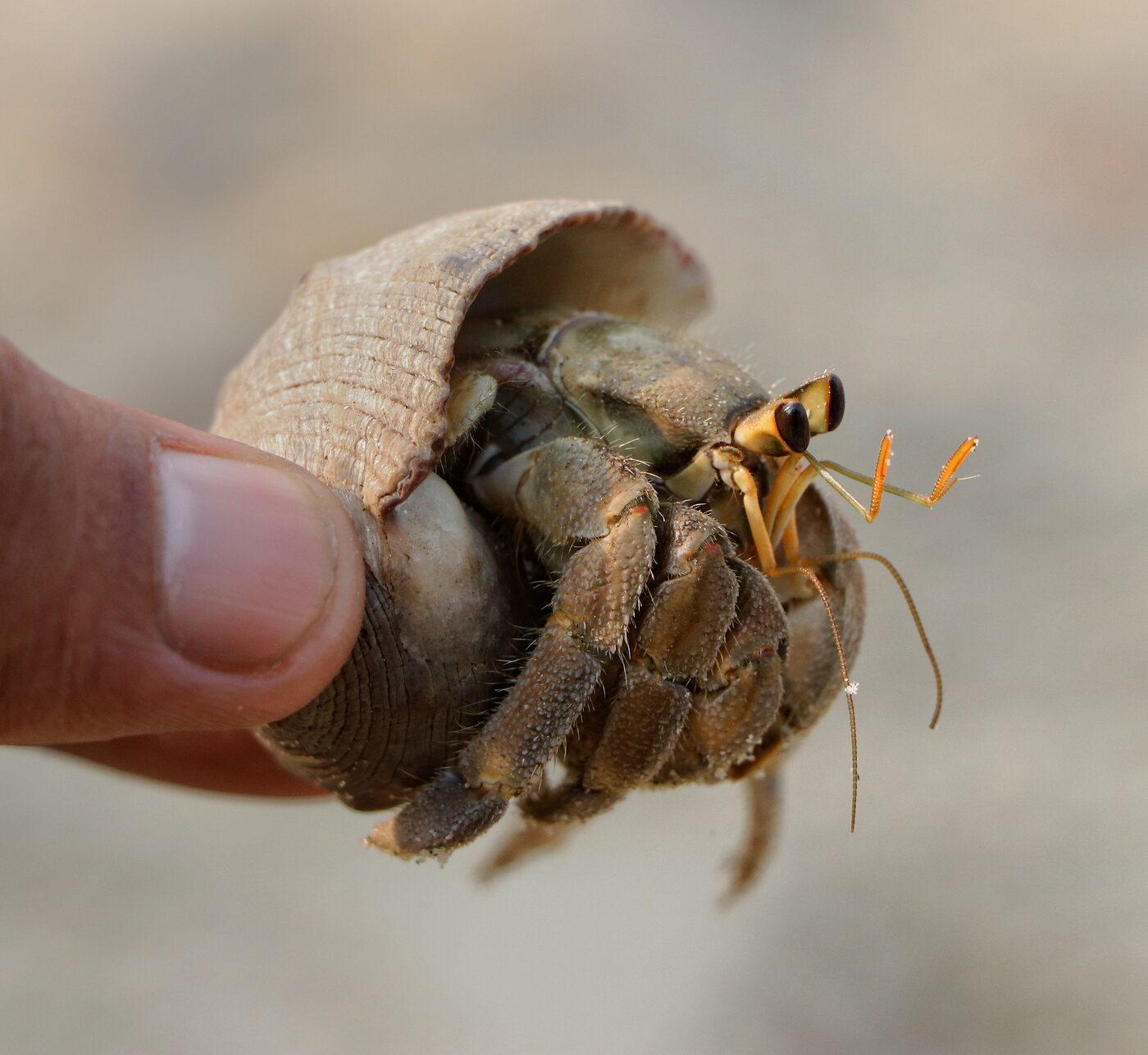 A tawny hermit crab held gently between finger and thumb, peering out of a smooth pale snail shell with its stalked black eyes and bright orange antennae raised