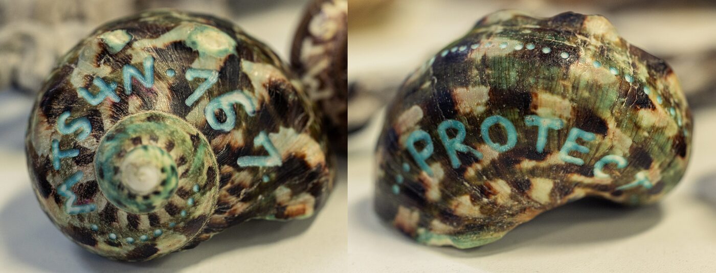 Two views of the same mottled green and brown turban seashell, hand-lettered in turquoise: MTS4N and the number 767 on one side, and the word PROTECT on the other
