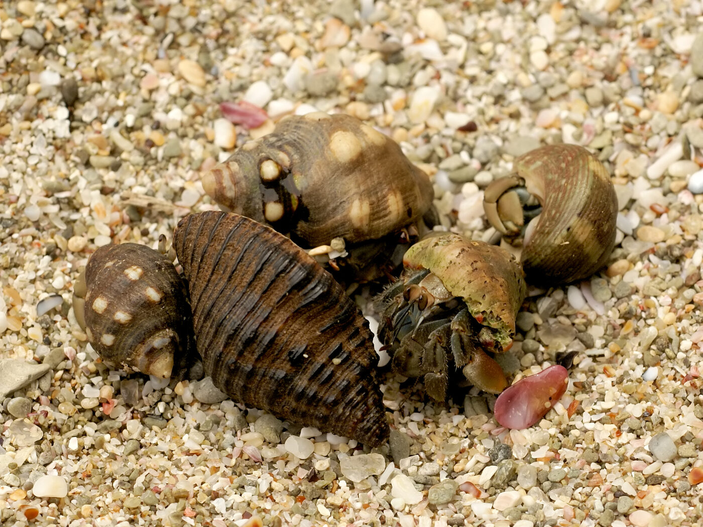 Four hermit crabs in different snail shells clustered together on coarse pale sand, one with its legs and eyes clearly out of its shell