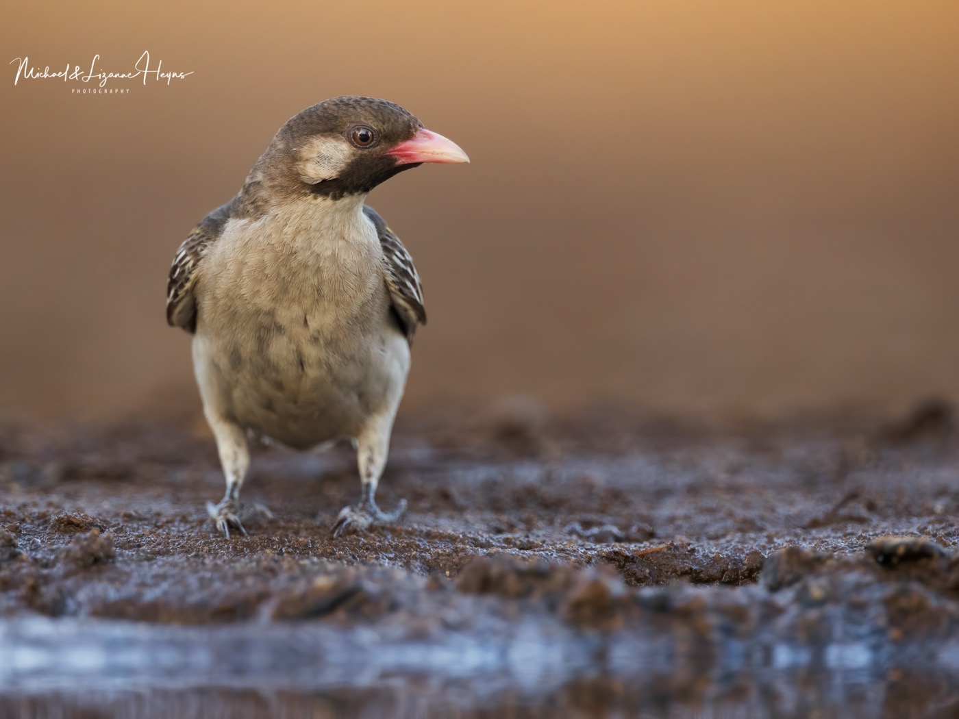 A male greater honeyguide perched in dry scrub, showing its pale bill and dark throat patch