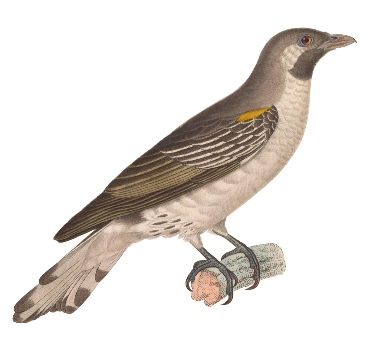 An 1838 hand-coloured naturalist's plate of a greater honeyguide perched on a branch