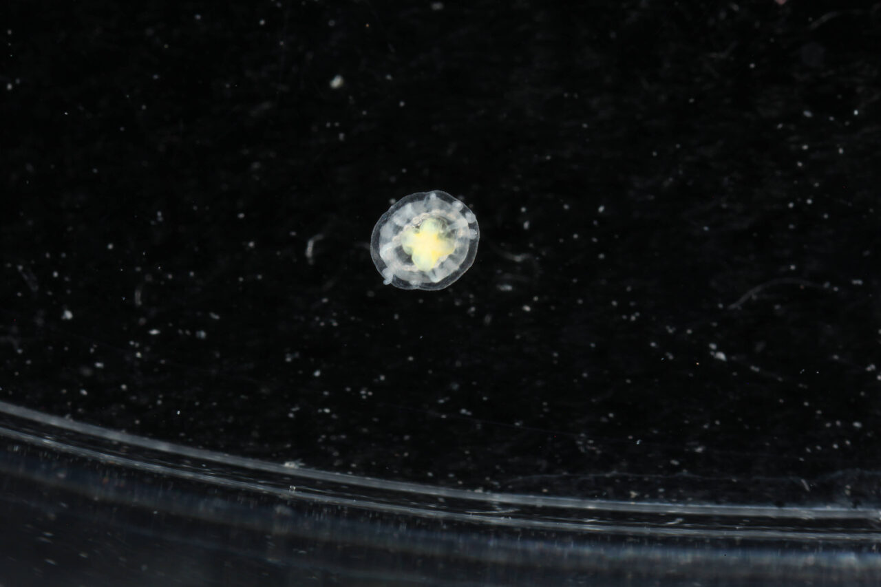 The Jellyfish That Can Hit Rewind on Its Own Life
