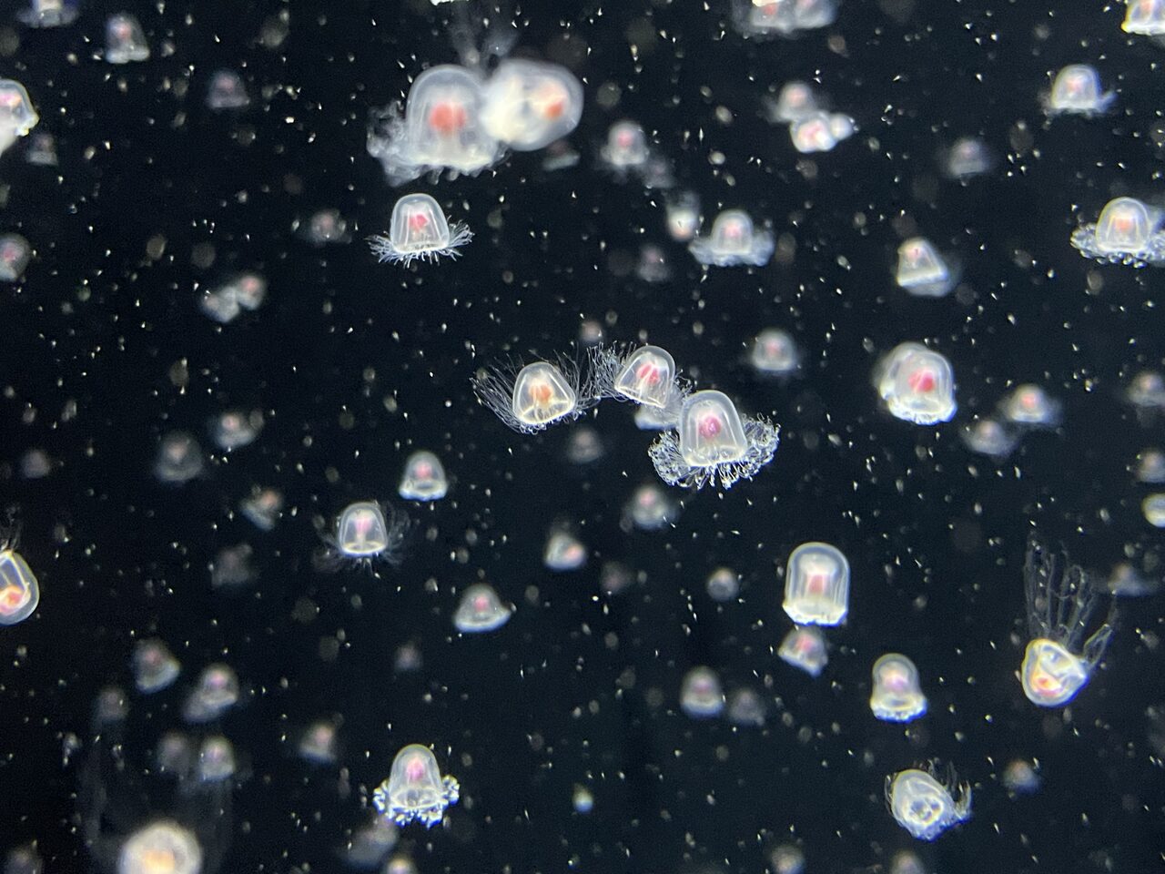 Dozens of tiny bell-shaped jellyfish with reddish stomachs and fine tentacles, scattered across a dark background