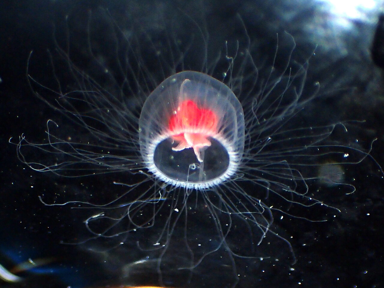 A single jellyfish with a clear bell, a vivid red core, and dozens of long fine tentacles radiating outward like spokes