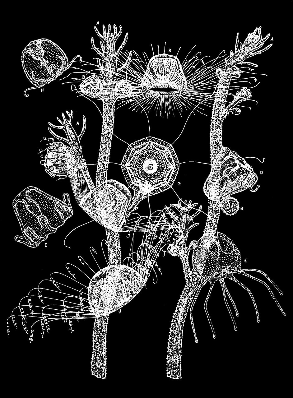 An antique white-on-black scientific engraving showing a branching Turritopsis hydroid colony alongside several small bell-shaped medusae