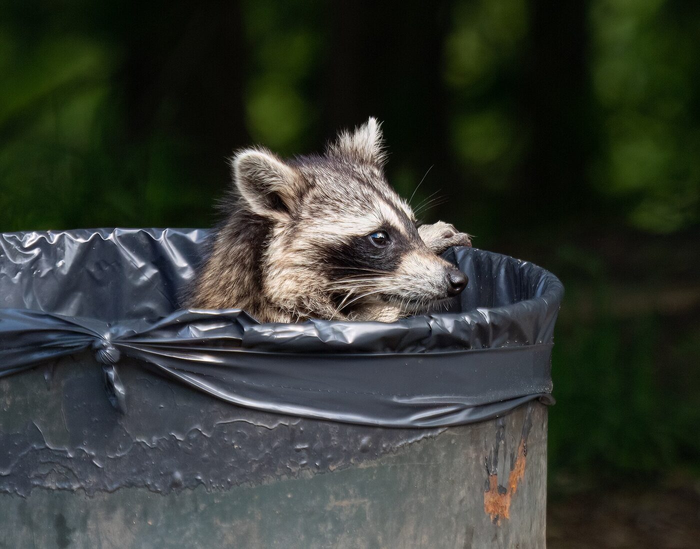 A raccoon peering out over the rim of a lined metal garbage can, front paw resting on the edge
