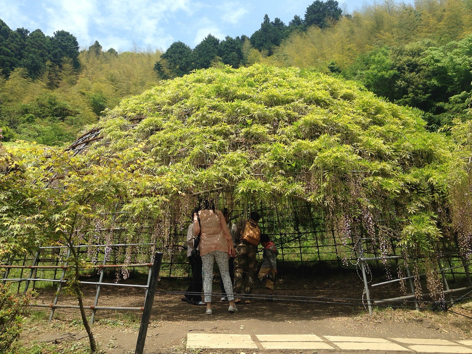 Looking up into a dome of wisteria blossoms hanging from a trained trellis overhead