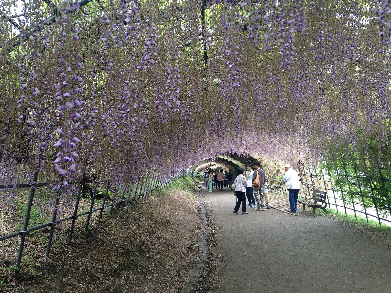 Inside the wisteria tunnel, blossoms of many shades hanging down over a stone path