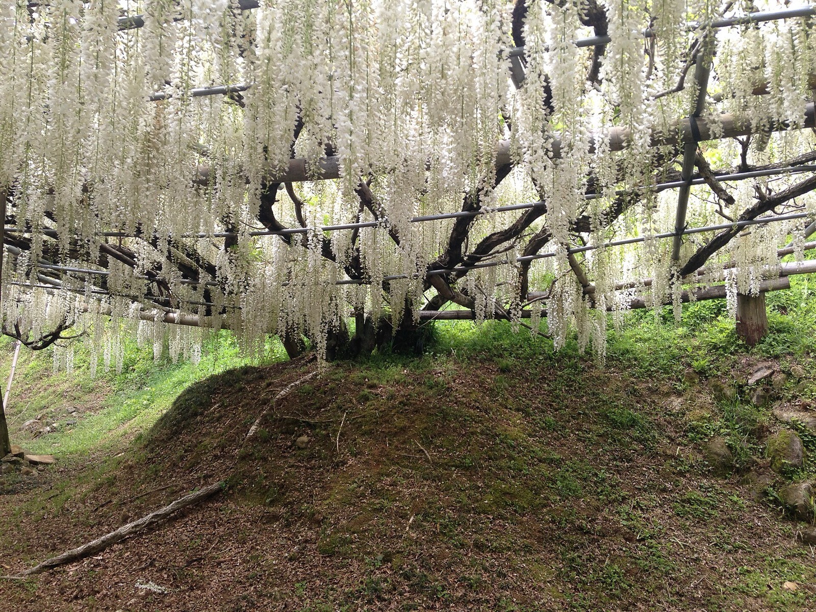 Clusters of white wisteria hanging in dense rows