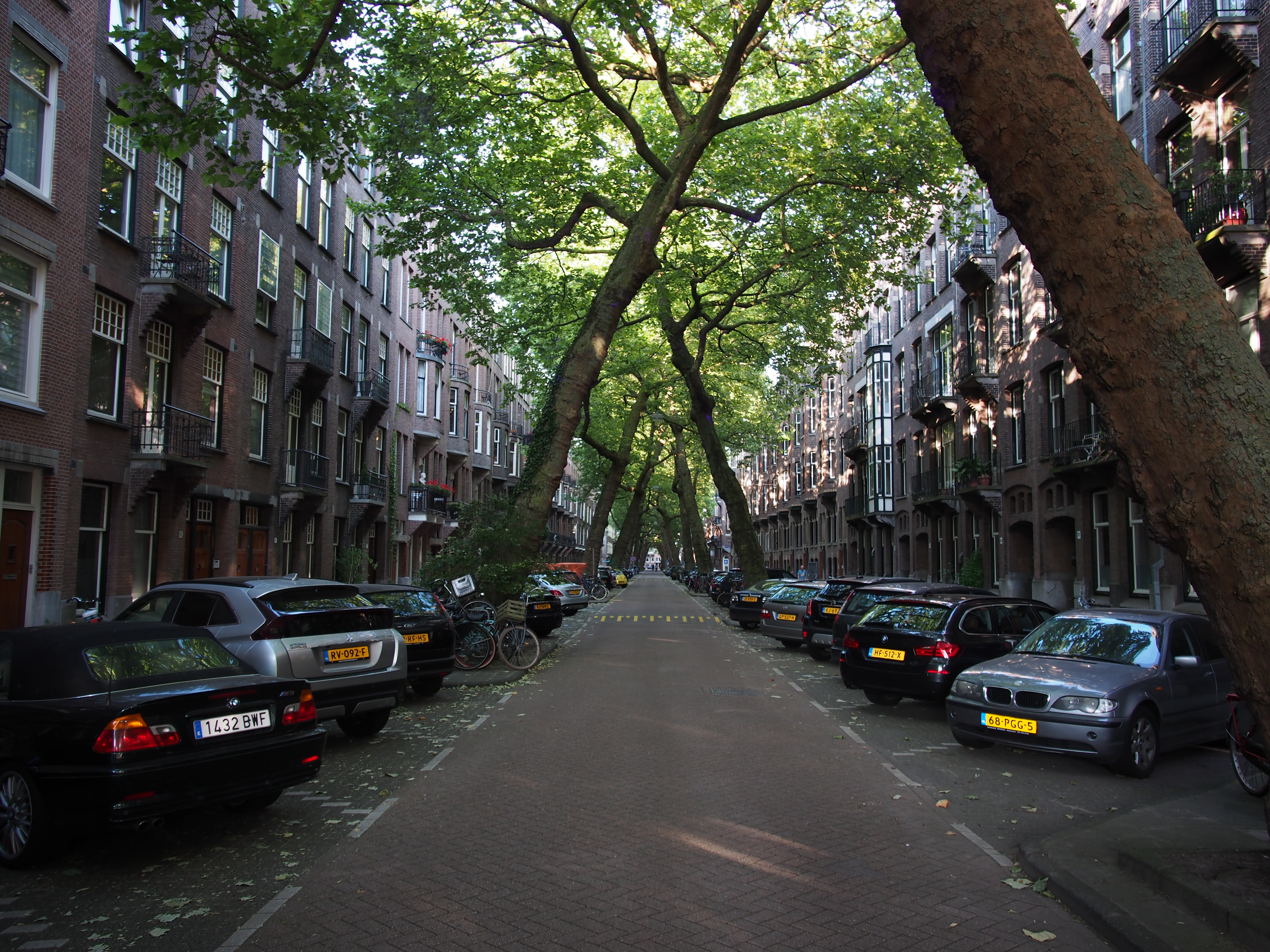 Looking down the length of Lomanstraat, trees from both sides arching together to form a green tunnel over the quiet street