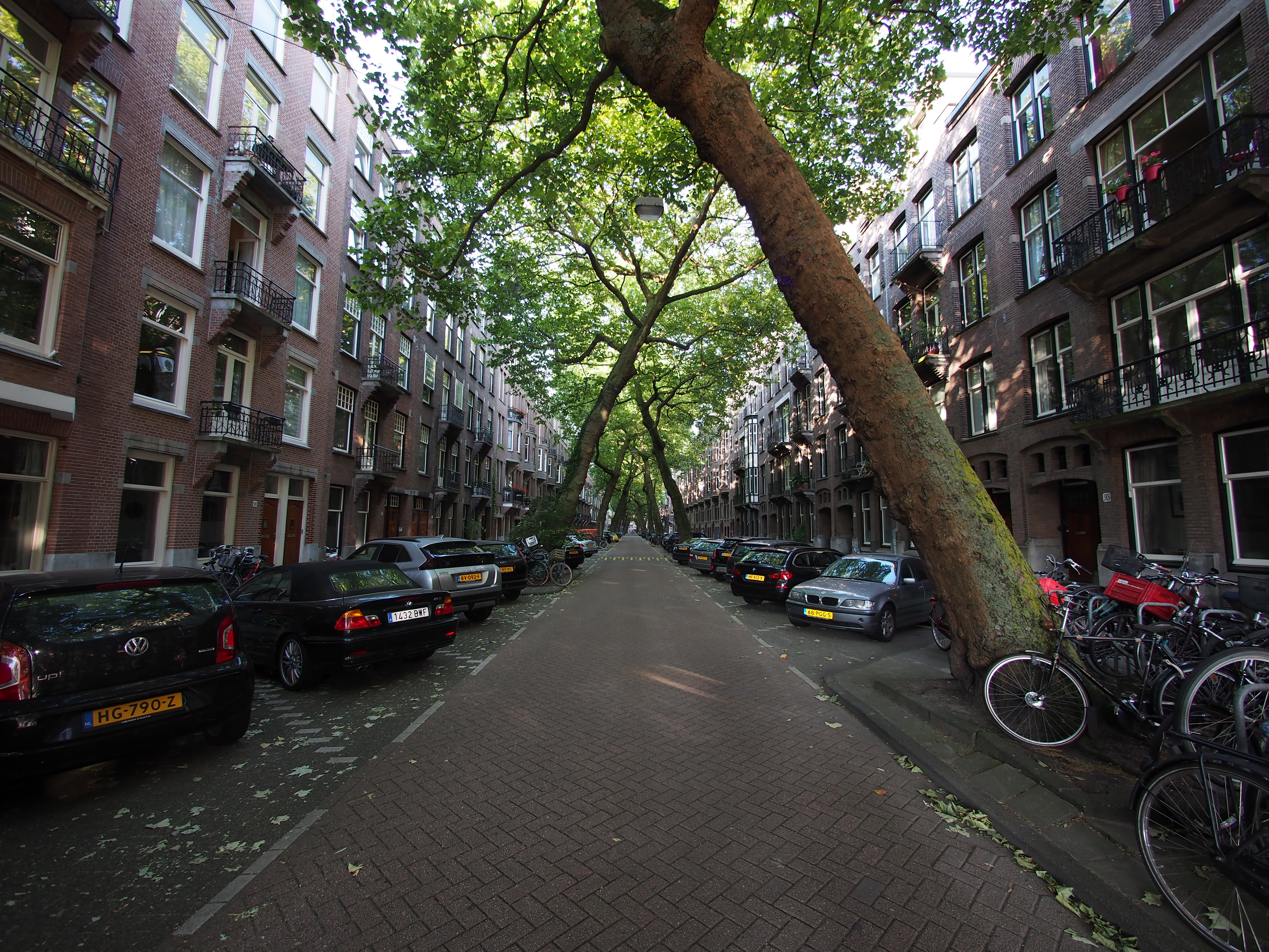 A single tree on Lomanstraat leaning at a steep angle across the street toward the open sky