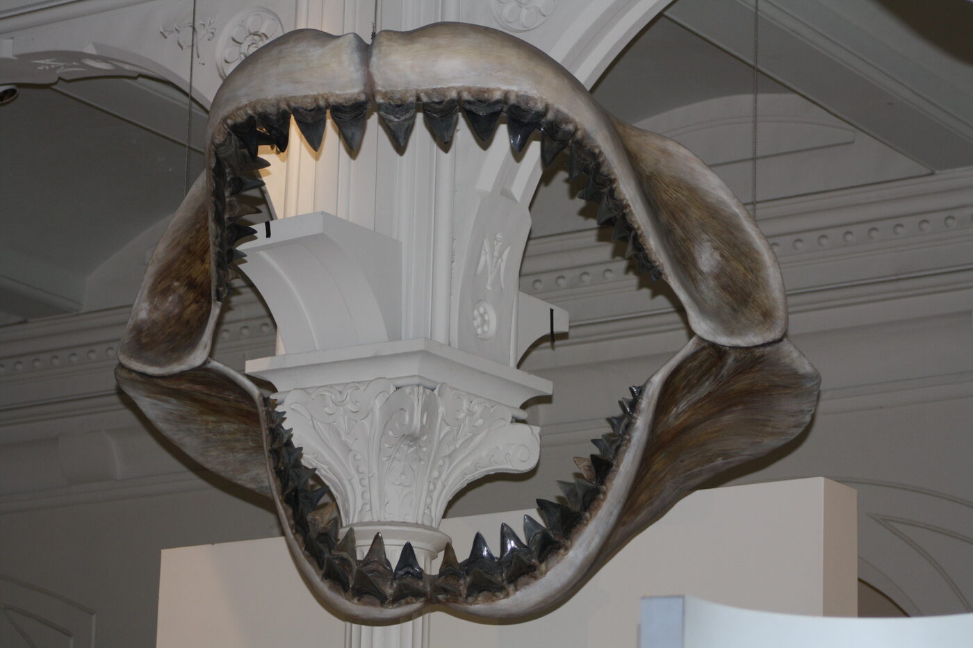 A huge reconstructed megalodon jaw mounted in a museum hall, an open ring of teeth wide enough to frame a stone pillar behind it
