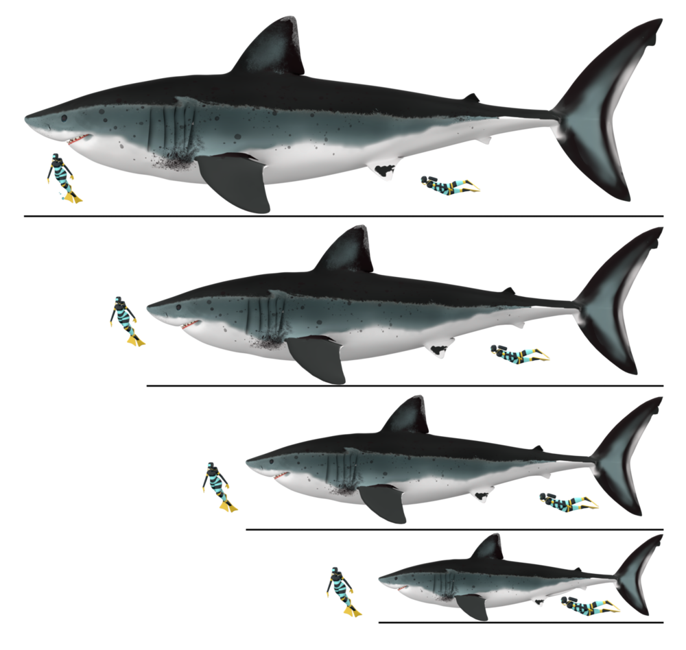 An artist's scale diagram showing four megalodon reconstructions of decreasing size, each with two human divers alongside for scale, the largest dwarfing the divers