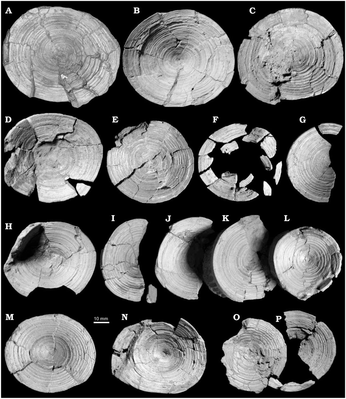 Sixteen fossil shark vertebrae photographed against black, each a pale disc marked with dozens of fine concentric growth rings, with a 10 mm scale bar