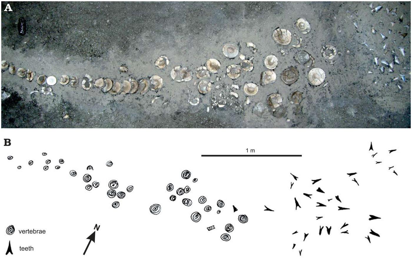 Top: a row of fossil shark vertebrae and teeth laid out in grey sediment as they were found. Bottom: a line drawing map of the same find, marking each vertebra and tooth, with a one metre scale bar