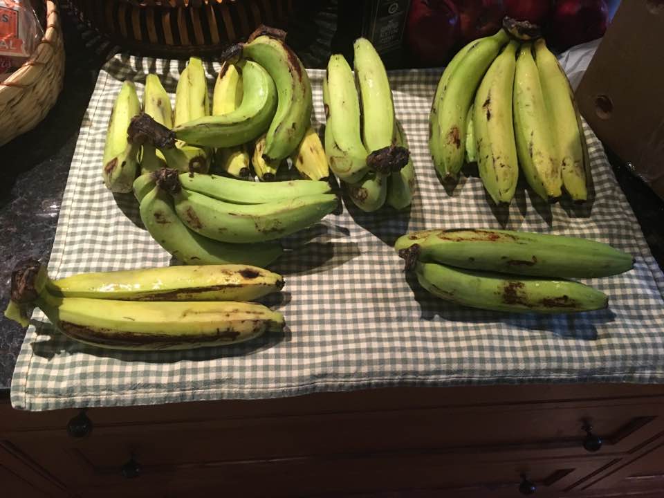 A bunch of Gros Michel bananas, the historical export variety, with thick yellow skins