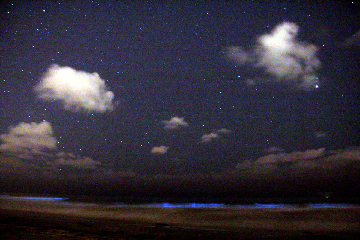 A shoreline at night with a glowing blue line of bioluminescent surf under a starry sky