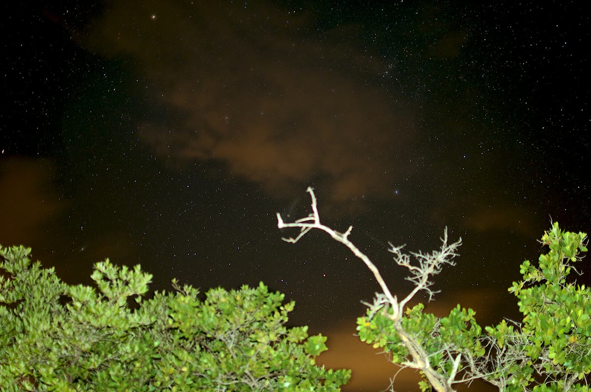 Stars over the mangroves fringing Mosquito Bay at night