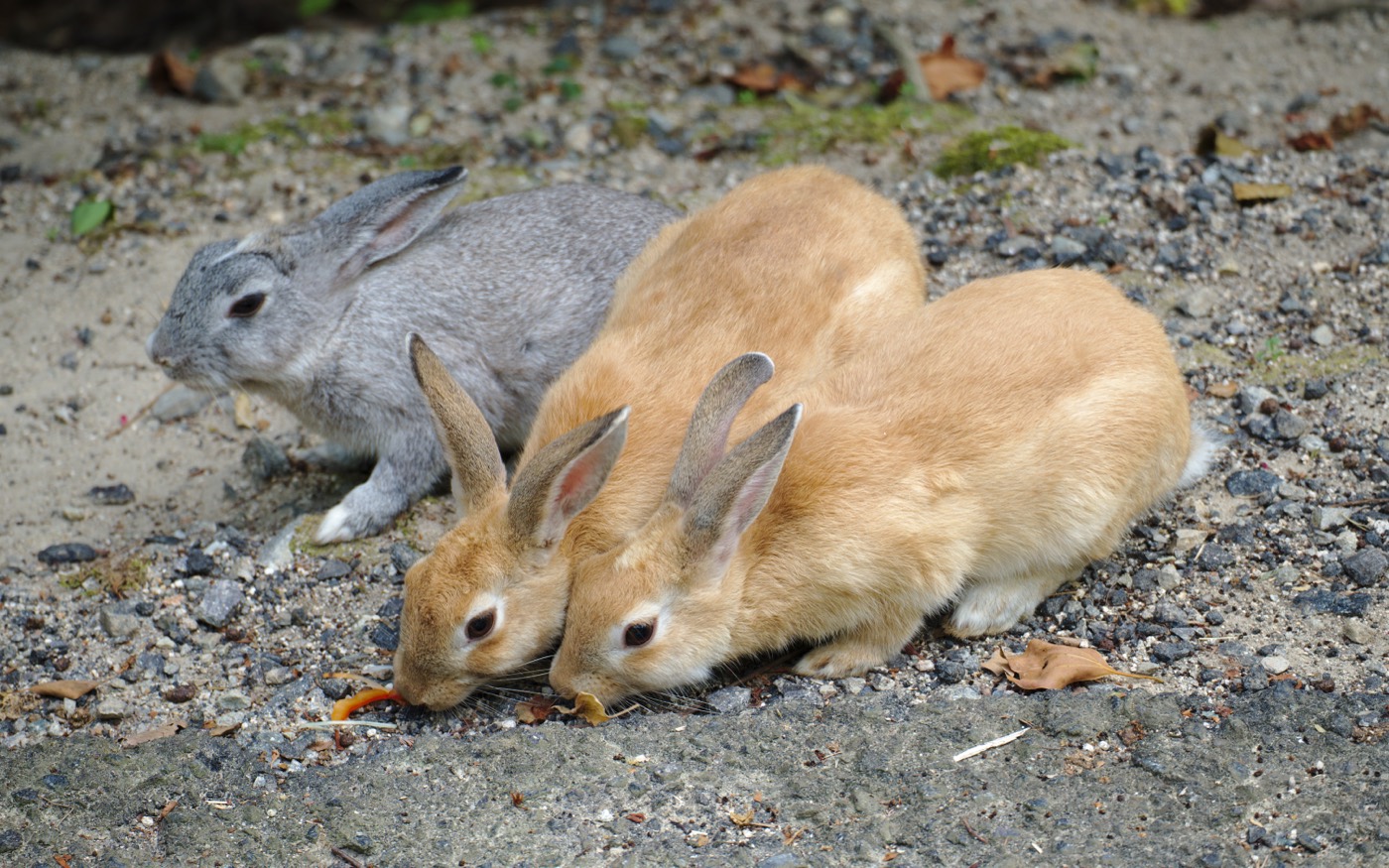 A group of rabbits of different colours sitting together on grass on Ōkunoshima