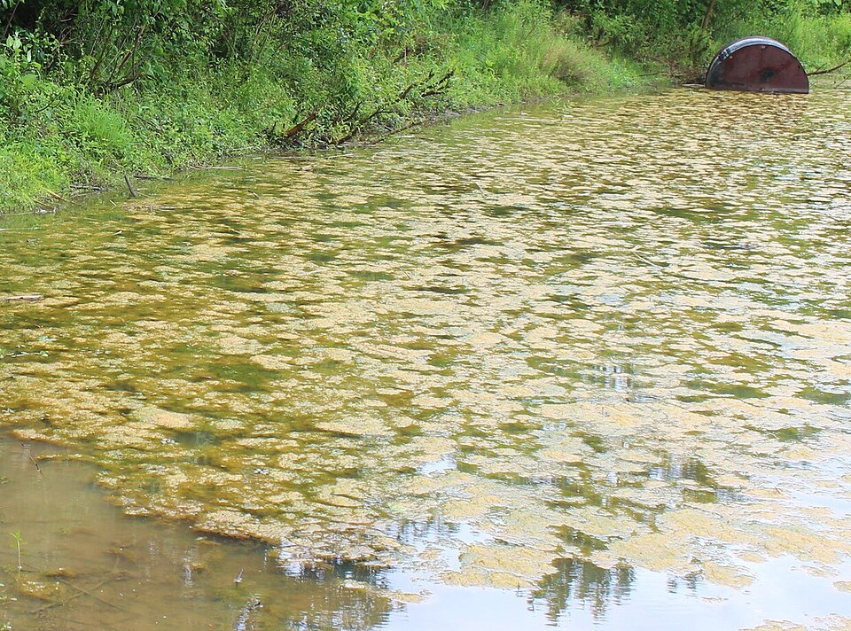 People standing at the edge of a pond examining clumps of algae floating in mats on the surface of the water