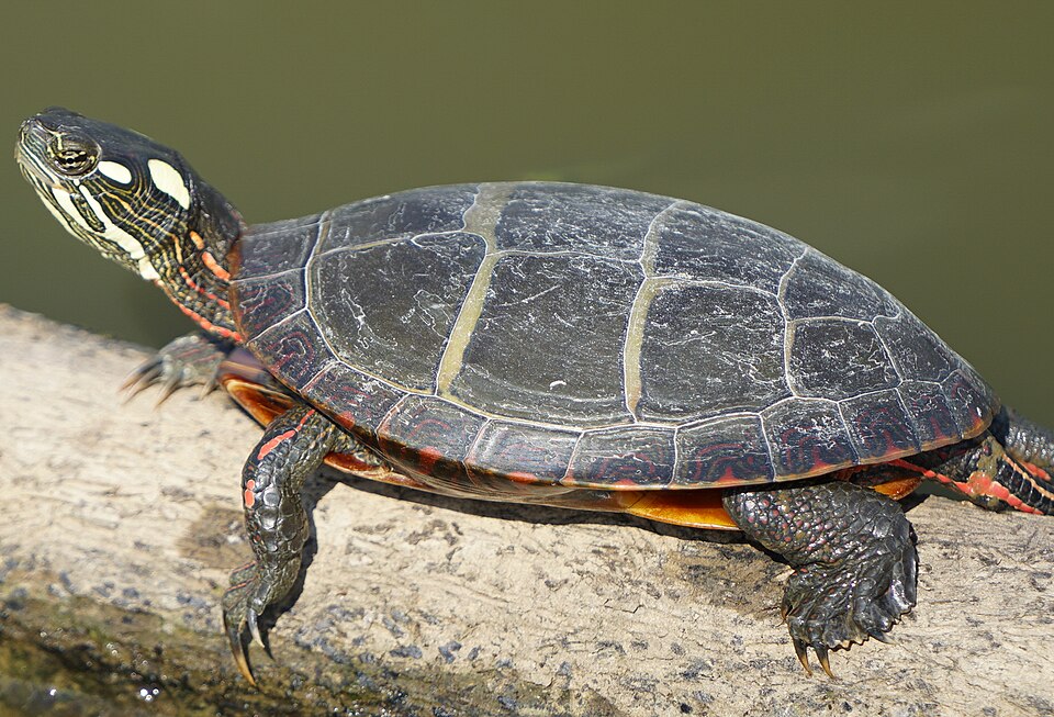 An eastern painted turtle with bright red and yellow markings basking on a log at the edge of the water