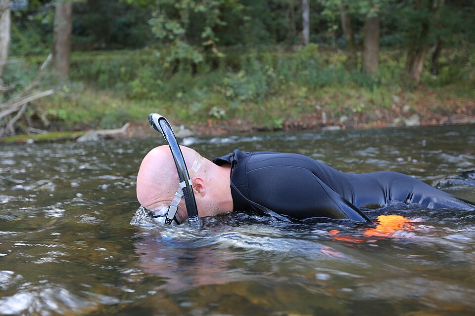 A snorkeler in a wetsuit floating face-down in a shallow freshwater river, searching the bottom
