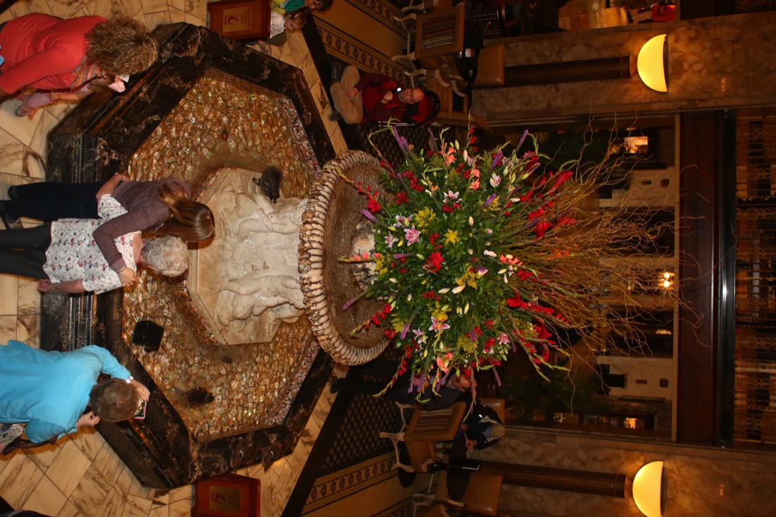 Mallard ducks paddling in the ornate Peabody lobby fountain