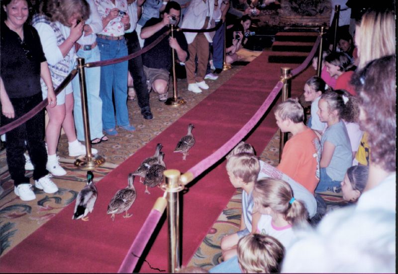 The Peabody ducks marching down the red carpet led by the Duckmaster