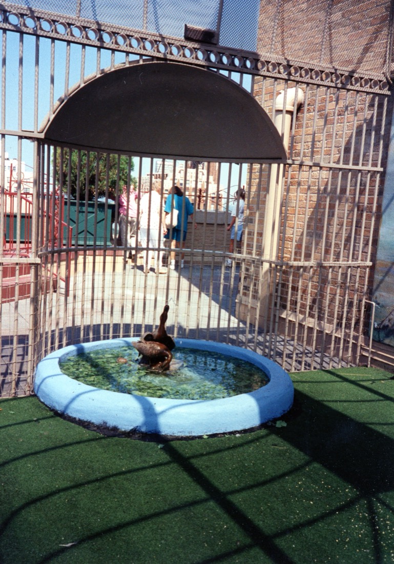 The rooftop Royal Duck Palace at The Peabody Hotel, with its own small pool