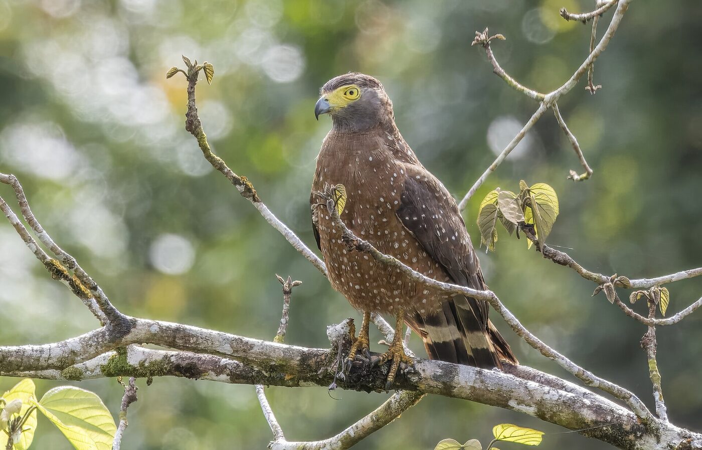 A Philippine serpent-eagle perched on a bare branch, brown with white spots and a bright yellow eye and cere
