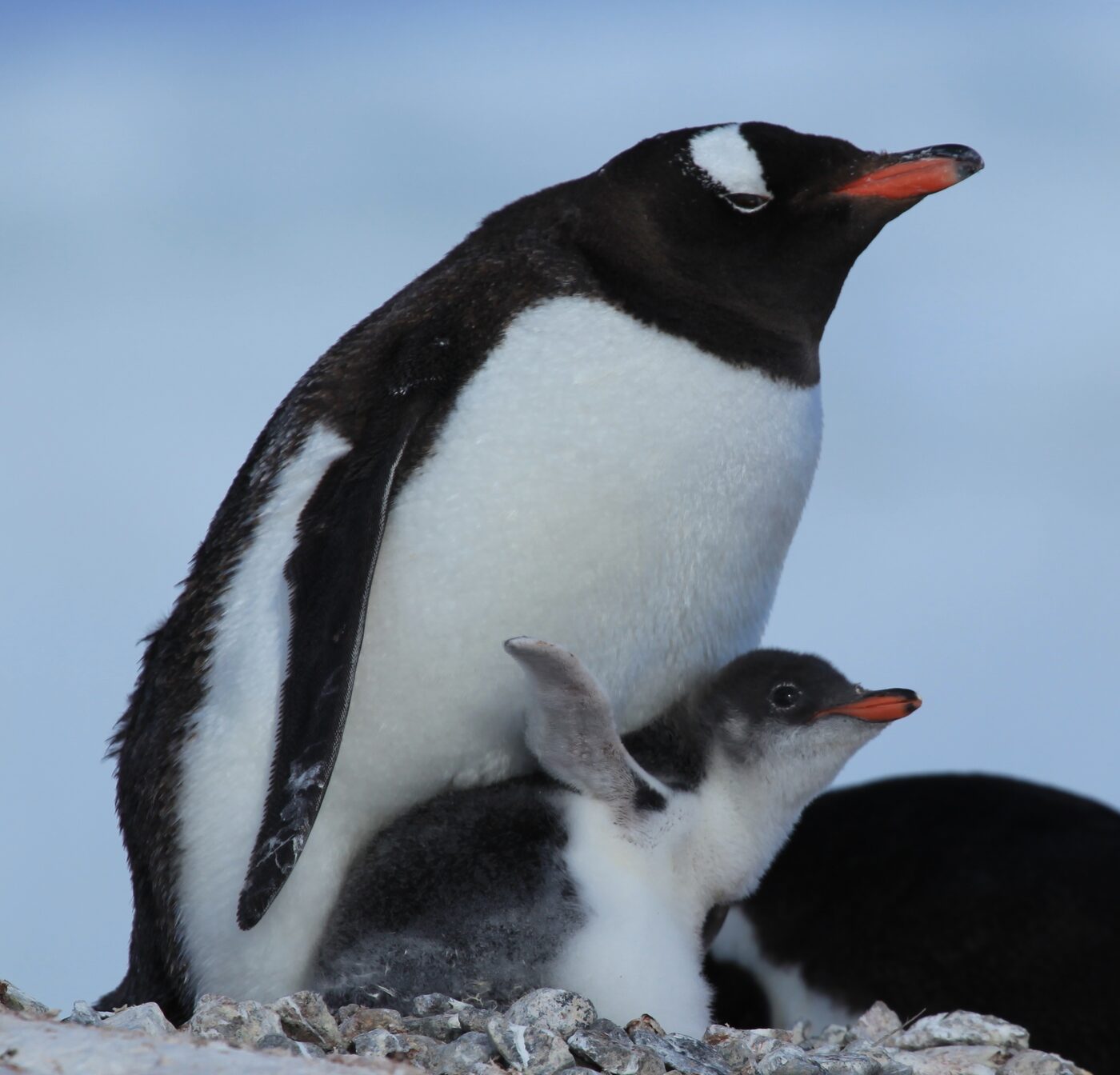 An adult gentoo penguin with a bright orange bill standing over a small grey downy chick on a nest of pebbles