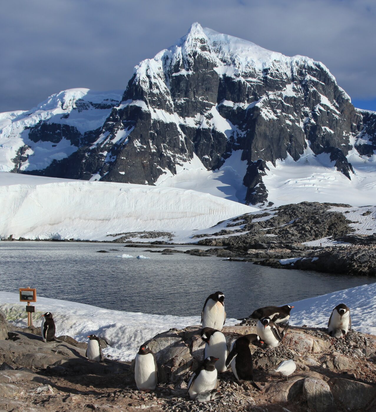 A group of gentoo penguins standing on bare rock beside dark water, with a glacier and a large snow-covered mountain peak rising behind them