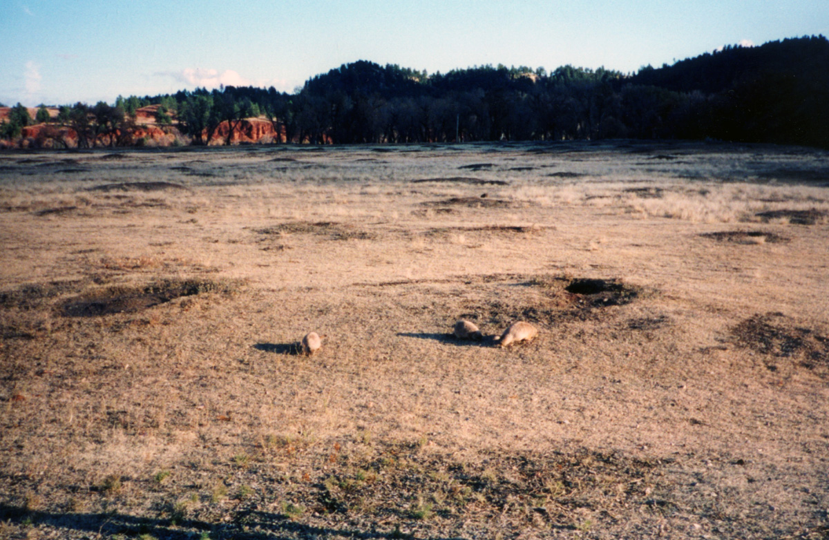 Several prairie dogs scattered across a grassy colony with burrow mounds, some sitting upright