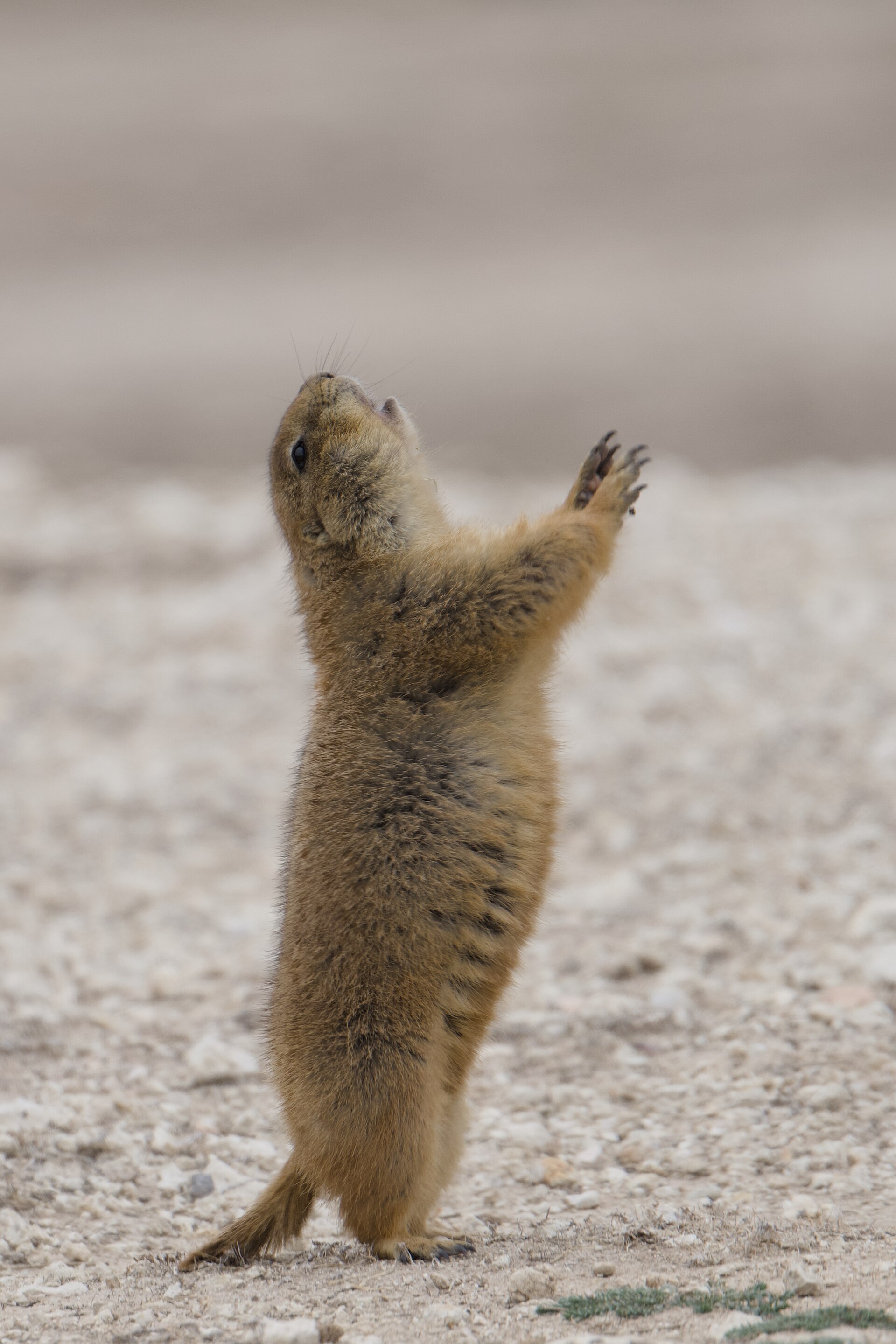 A prairie dog standing upright in mid jump-yip display, paws raised, against a grassy background