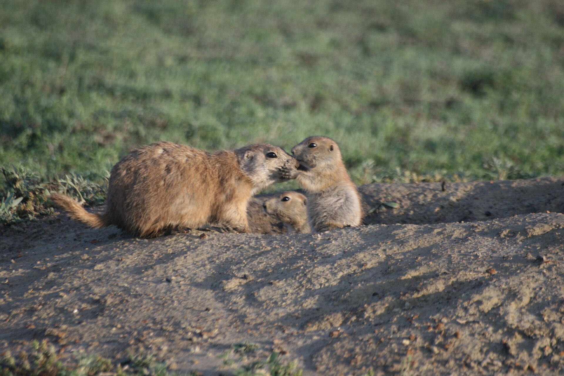 Two prairie dogs touching noses in the characteristic greeting kiss