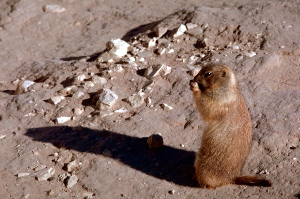 A black-tailed prairie dog standing upright holding food in its front paws