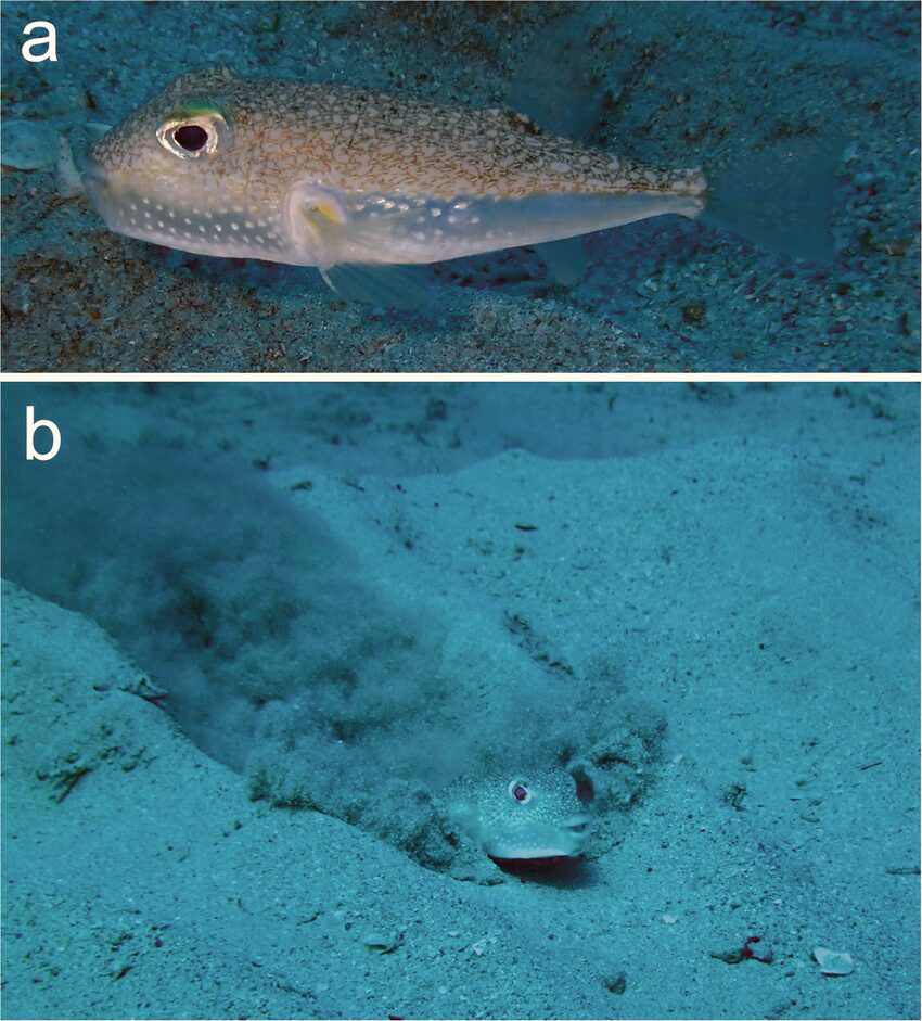 Two underwater photographs: above, a small speckled pufferfish hovering over the sea floor; below, the same fish nose-down in the sand with a plume of sediment billowing behind it