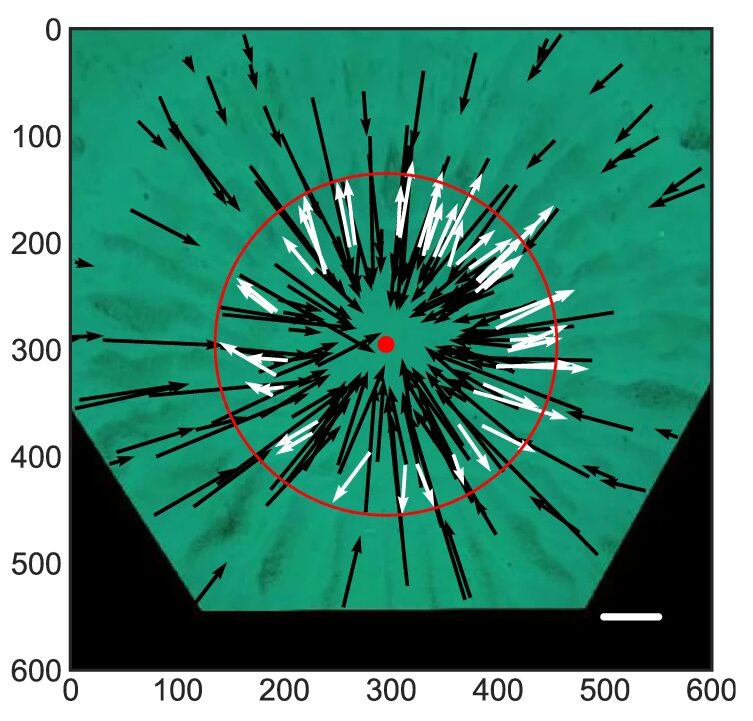 A scientific diagram of a circular sand nest overlaid with dozens of black arrows pointing inward and white arrows pointing outward, with a red circle marking the central zone