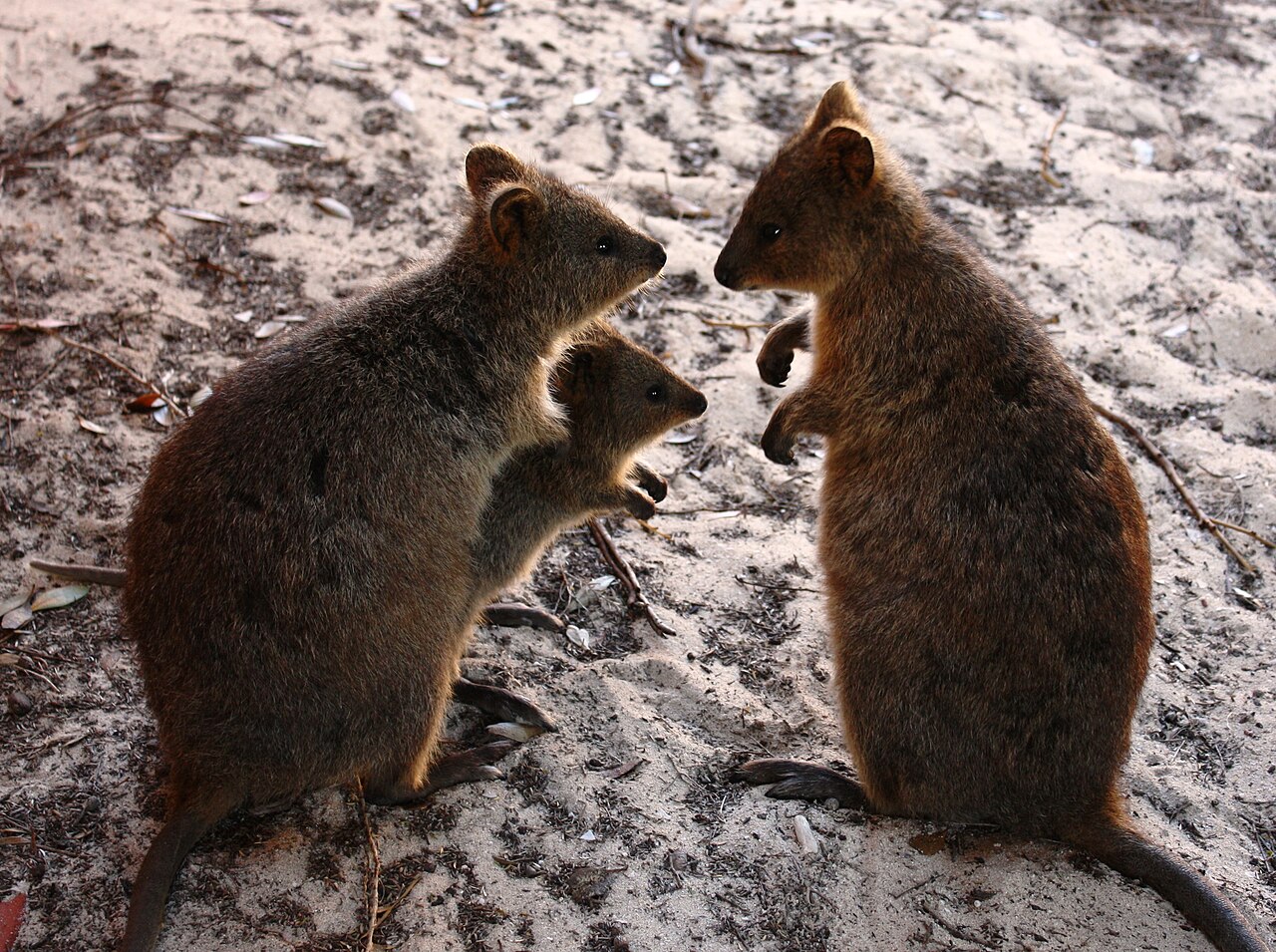 Two quokkas sitting together in scrubland on Rottnest Island