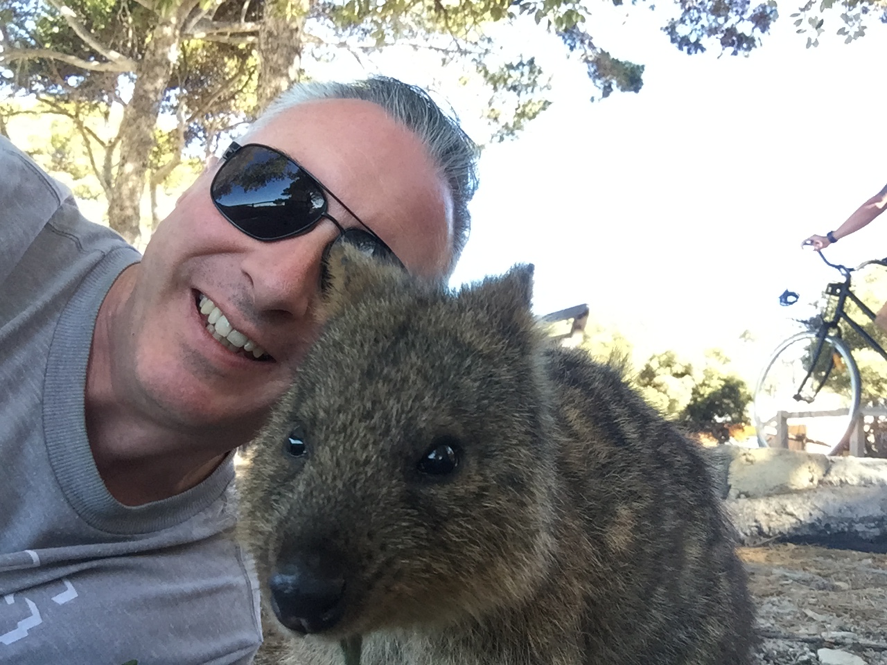 A quokka standing on grass turning toward the camera, mid-selfie
