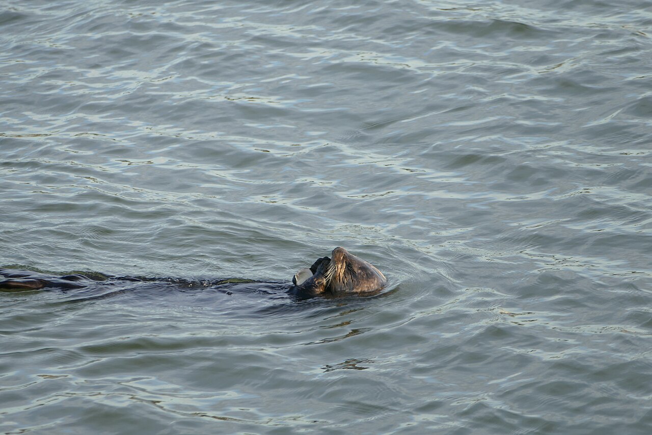 A sea otter floating on its back cracking open a clam on its belly