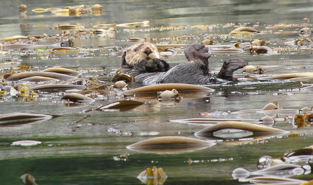 A sea otter resting among strands of kelp