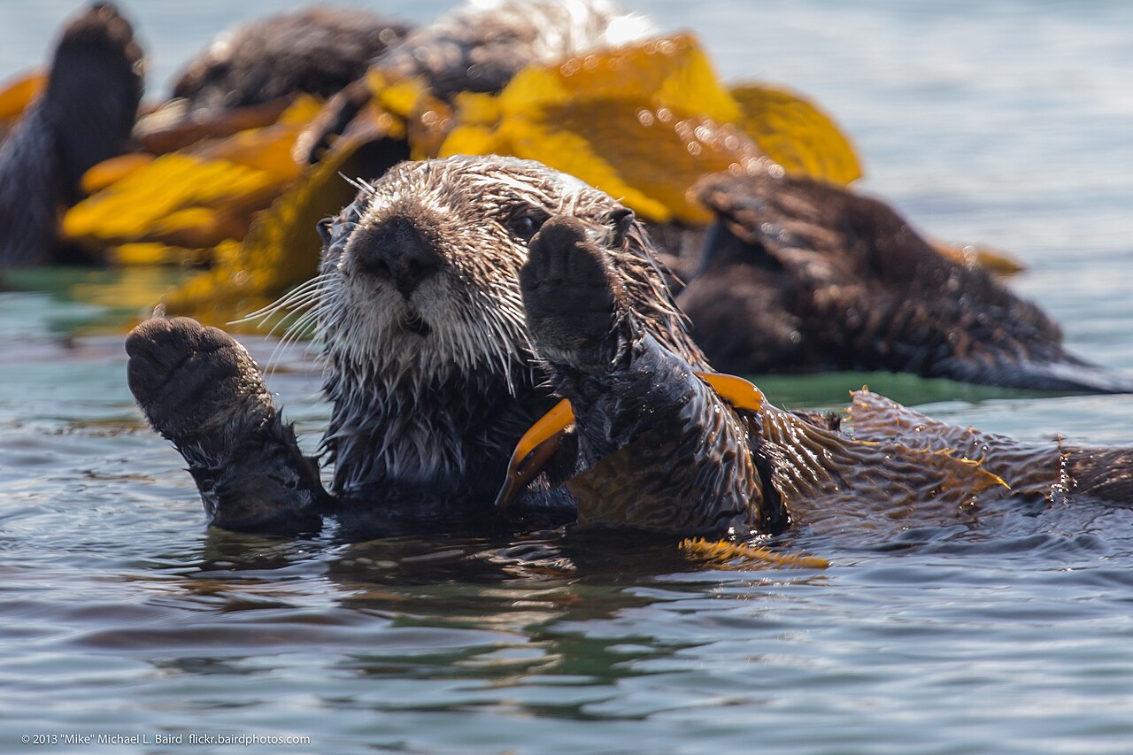 A raft of sea otters floating together on the ocean surface