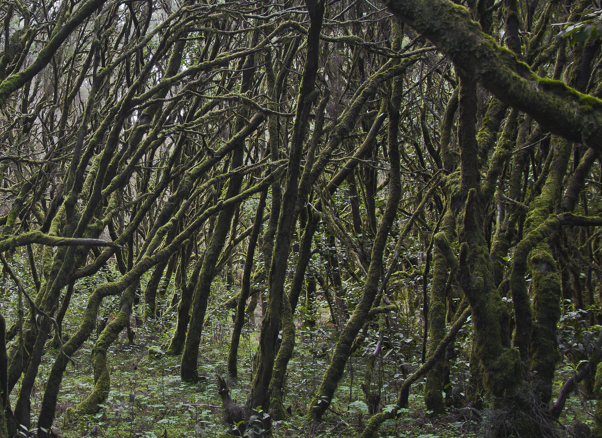 The mossy, misty laurel forest of Garajonay National Park on La Gomera, ancient trees draped in green