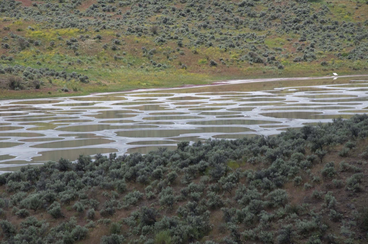 Spotted Lake's dried summer surface showing pale mineral walkways running between colored pools
