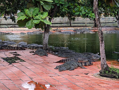 Real crocodiles basking on the red-tiled banks of the crocodile lake at Suoi Tien