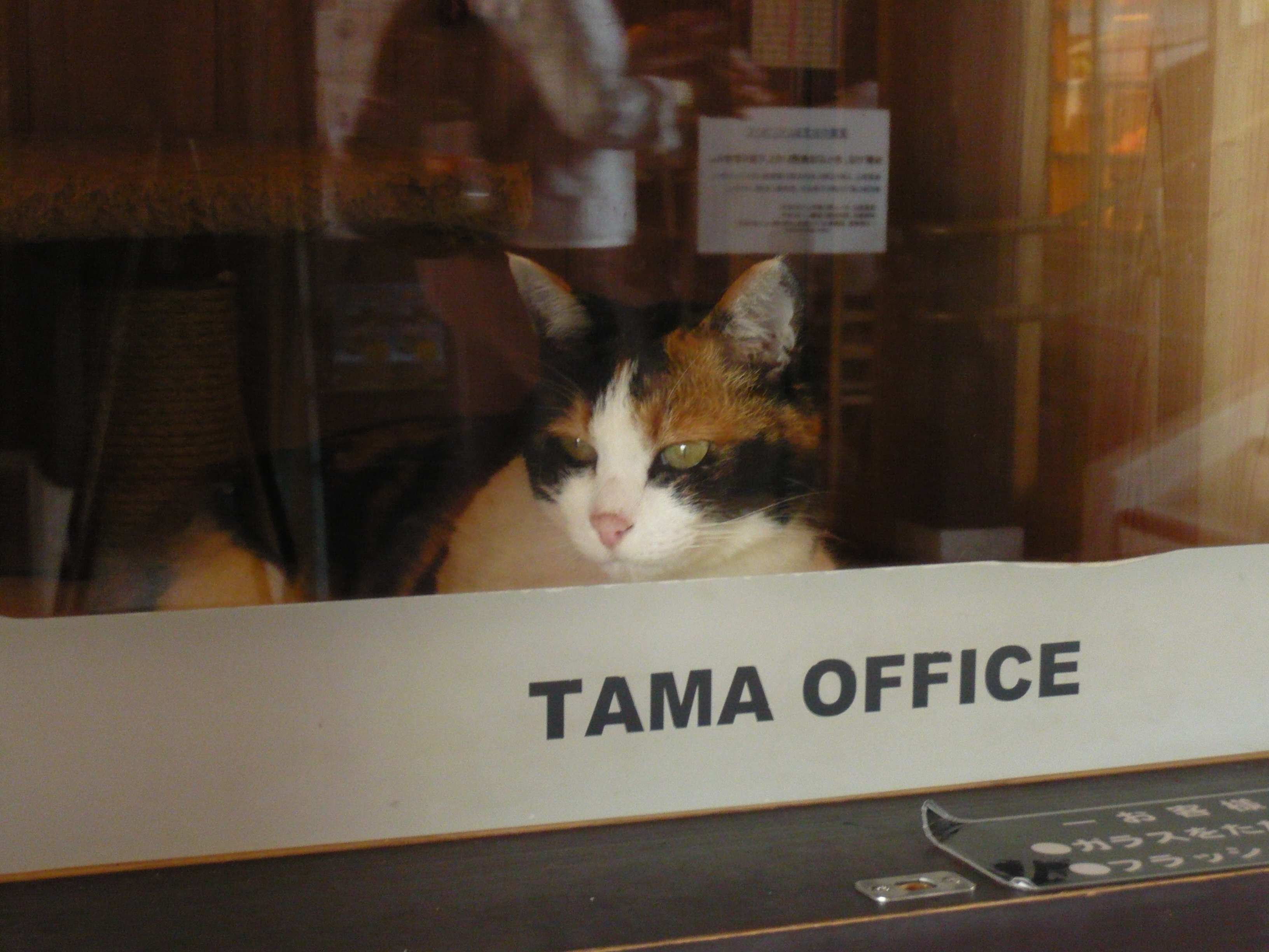 Tama resting behind glass in a window labelled TAMA OFFICE at Kishi Station